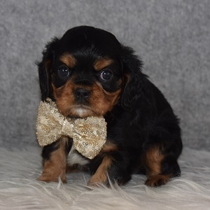 Cavalier Puppy For Sale – Paddington, Male – Deposit Only