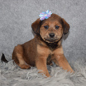 Shibapoo Puppy For Sale – Ravioli, Female – Deposit Only