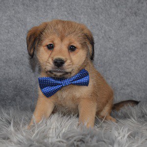 Shibapoo Puppy For Sale – Rigatoni, Male – Deposit Only