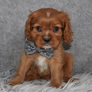 Cavalier Puppy For Sale – Saturn, Male – Deposit Only