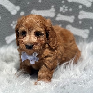 Doxiepoo Puppy For Sale – Breeze, Male – Deposit Only
