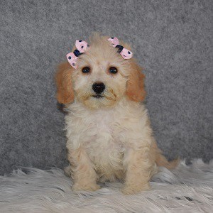Bichonpoo Puppy For Sale – Britta, Female – Deposit Only