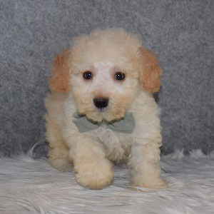 Bichonpoo Puppy For Sale – Britten, Male – Deposit Only
