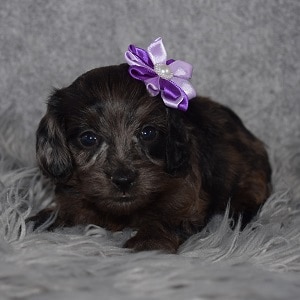 Doxiepoo Puppy For Sale – Cashew, Female – Deposit Only