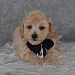 Bichonpoo Puppy For Sale – Felix, Male – Deposit Only