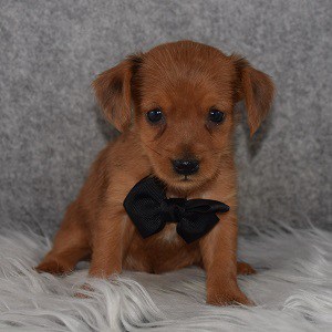 Dorkie Puppy For Sale – Isaac, Male – Deposit Only