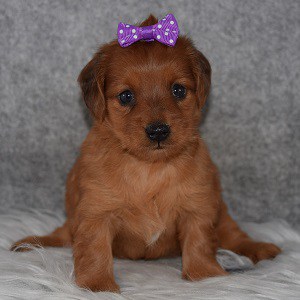 Dorkie Puppy For Sale – Isabelle, Female – Deposit Only