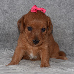 Dorkie Puppy For Sale – Isolde, Female – Deposit Only
