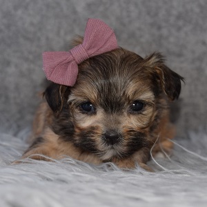 Shorkie Puppy For Sale – Jessa, Female – Deposit Only