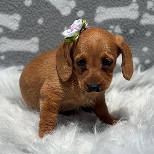 Doxiepoo Puppy For Sale – Rainbow, Female – Deposit Only