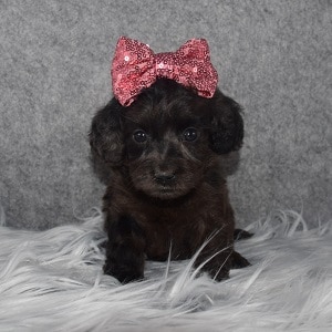 Doxiepoo Puppy For Sale – Vada, Female – Deposit Only