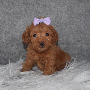 Doxiepoo Puppy For Sale – Vila, Female – Deposit Only