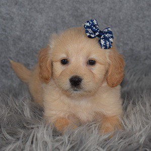 Eskipoo Puppy For Sale – Winnie, Female – Deposit Only