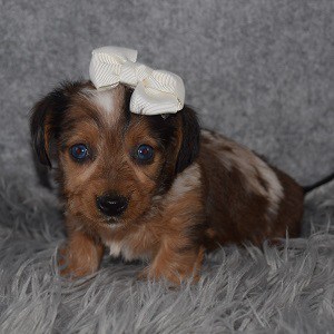 Dorkie Puppy For Sale – Zazza, Female – Deposit Only