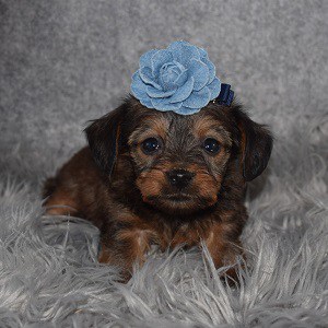Dorkie Puppy For Sale – Zozie, Female – Deposit Only