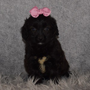 Poshiepoo Puppy For Sale – Izzy, Female – Deposit Only