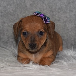 Chiweenie Puppy For Sale – Ketchup, Female – Deposit Only