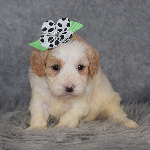 Cavachon Puppy For Sale – Lacie, Female – Deposit Only