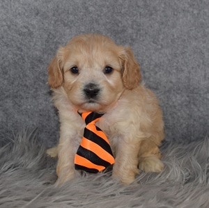 Cavachon Puppy For Sale – Laddie, Male – Deposit Only