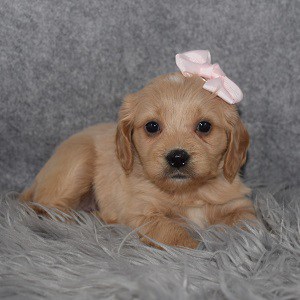 CavaTeddy Puppy For Sale – Mags, Female – Deposit Only