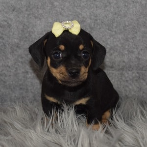 Chiweenie Puppy For Sale – Maybelle, Female – Deposit Only