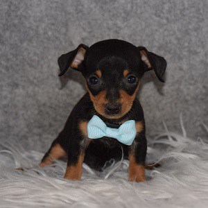 Chiweenie Puppy For Sale – Theodore, Male – Deposit Only