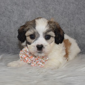 Havachon Puppy For Sale – Biscuit, Male – Deposit Only