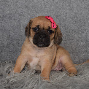 Puggle Puppy For Sale – Camaro, Female – Deposit Only