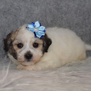Havachon Puppy For Sale – Carah, Female – Deposit Only