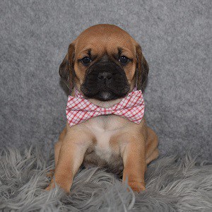 Puggle Puppy For Sale – Charger, Male – Deposit Only