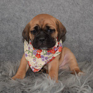 Puggle Puppy For Sale – Chevelle, Female – Deposit Only