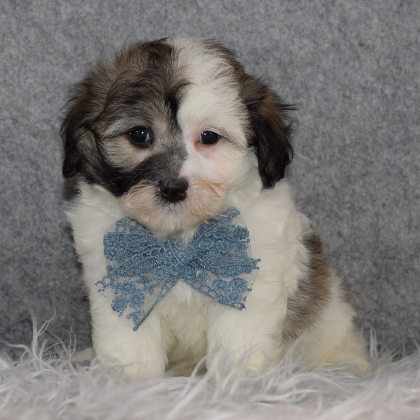 Havachon Puppy For Sale – Jalapeno, Male – Deposit Only