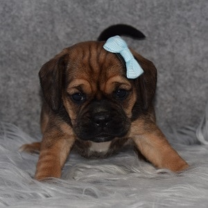 Puggle Puppy For Sale – Pebbles, Female – Deposit Only