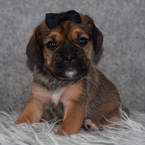 Puggle Puppy For Sale – Philippa, Female – Deposit Only
