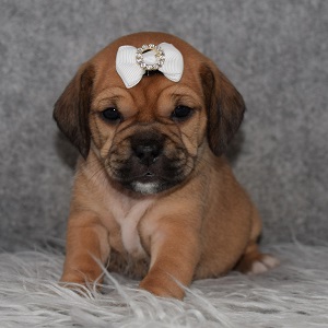 Puggle Puppy For Sale – Phoebe, Female – Deposit Only