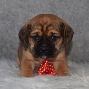 Puggle Puppy For Sale – Rocky, Male – Deposit Only