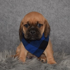 Puggle Puppy For Sale – Torino, Male – Deposit Only