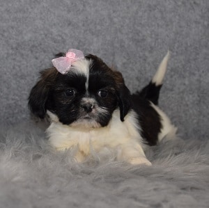 Shih Tzu Puppy For Sale – Billie Jo, Female – Deposit Only