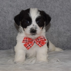Jacktese Puppy For Sale – Finn, Male – Deposit Only