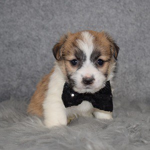 Jacktese Puppy For Sale – Fuzz, Male – Deposit Only