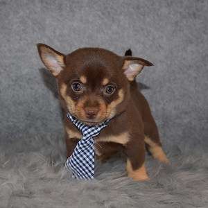 PomChi Puppy For Sale – Storm, Male – Deposit Only