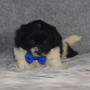 Poshiechon Puppy For Sale – Colt, Male – Deposit Only