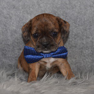 French Caviston Puppy For Sale – Grizzly, Male – Deposit Only