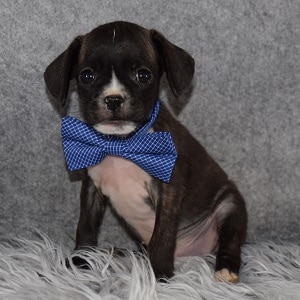 French Caviston Puppy For Sale – Bing, Male – Deposit Only