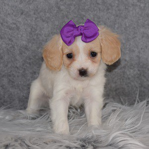Havalier Puppy For Sale – Carolina, Female – Deposit Only