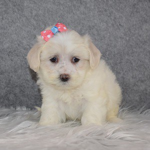Shichontese Puppy For Sale – Cupcake, Female – Deposit Only