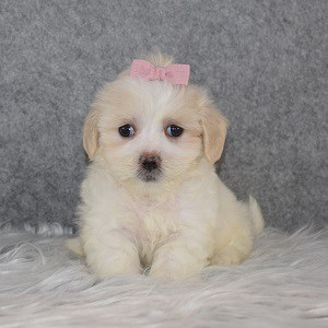 Shichontese Puppy For Sale – Shortcake, Female – Deposit Only