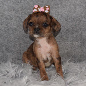 French Caviston Puppy For Sale – Teddi, Female – Deposit Only