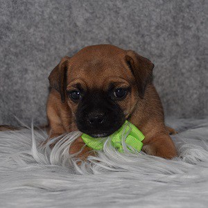 Jug Puppy For Sale – Fitch, Male – Deposit Only