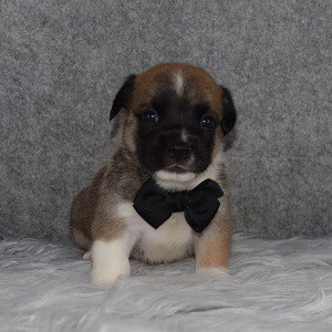 Juggi Puppy For Sale – Chip, Male – Deposit Only